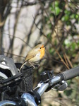 SX12803 Singing Robin on basked of push bike.jpg